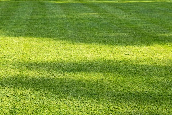Weekly Maintenance by Contreras Lawn & Landscape